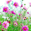 Sweet Flowers Live Wallpaper 1.0.5