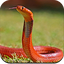 Snake Wallpaper HD 1.17