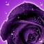 Roses Live Wallpaper 2.11