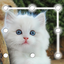 Kitty Cat Lock Screen 12.1