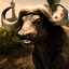 Ultimate Buffalo Simulator 1.3