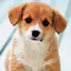 Cute Puppies Wallpaper 4.0.puppy