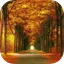 Forest HD Backgrounds 1.0.6