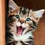 Kitten & Cute Cat Wallpaper HD 26