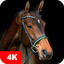 Horse Wallpapers 4K 5.7.91