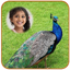 Peacock Photo Frames HD 1.2