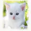 Cool Cat Wallpaper 1.6
