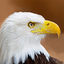 Talking Eagle Flight 1.3.4