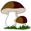 Грибы
