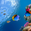 Ocean Fish Live Wallpaper 9.0