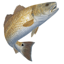 TIdes For Fishing 1.0