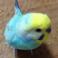 Budgerigar Sounds for Parakeet 107