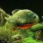 3D Fish Aquarium Wallpaper HD 1.6.3