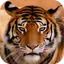 Tiger Sounds 3.0.1