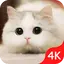 Cute Cat Wallpaper Live HD 4.7.31