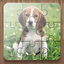 Dog Puzzle Games 3.50