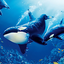 The Killer Whale 1.1.5
