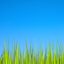 Grass LWP [Revamped] 3.5
