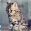 Cats Wallpapers 1.3.2