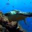 Sea Turtle. Live wallpaper. 15.0