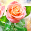 Rose live wallpaper
