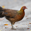 Red junglefowl Female Sound 3.2