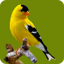 Bird Wallpaper 6.0