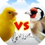 Canary vs goldfinch 1.0
