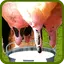 Cow Milk 1.0