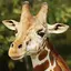 The Giraffe 1.1.8