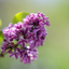 Lilac live wallpaper 1.0.7