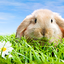 Rabbit Live Wallpaper 2.11