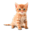 Real Animals Photo Stickers 19.3