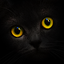 Blackcatcard 1.2.69