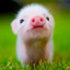 Mini Pigs Wallpapers 4.0.minipig