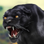 Black Panther Wild Animal Life 1.6