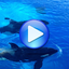 Whales songs to sleep 1.5