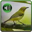Kicau Master Pleci 1.0