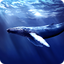 Blue Whale Revange 1.0