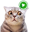 WASticker Cats Animated meme 5.6