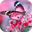 Butterfly HD Wallpapers 1.0.6