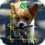 AppLock Live Theme - Corgi 1.3.0