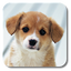 Puppies Live Wallpaper 2.12