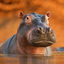 The Hippo 1.1.6