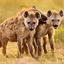 The Hyena 1.1.2