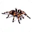Spider Video Live Wallpaper 5.0
