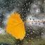 For Xperia Theme Autumn 1.0.0