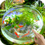 Goldfish Video Live Wallpaper 3.0