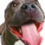 Dog Training Free Great Tricks 44.0