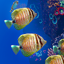 Ocean Aquarium 1.1